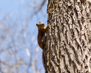 American red squirrel seen gripping a tree trunk going upward during a beautiful sunny spring day, Quebec City, Quebec, Canada