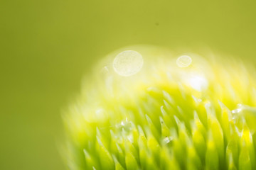 bourgeon with water drops and sun