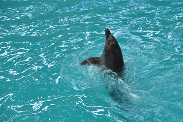 Obraz premium The cute dolphin swims in his pool at the dolphinarium and performs on the show.