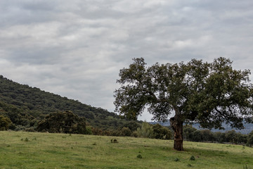 pamoramic view of extremadura dehesa