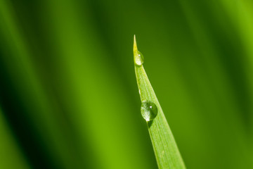 water drops on a blade of grass
