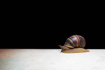 The big snail after a rain creeps on a white surface at night