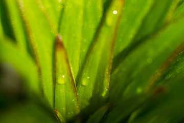 green leaf with water drops