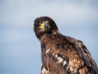 Immature American bald eagle against blue sky