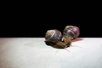 Two big snails after a rain crawl on a white surface at night.
