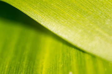 two green leafs