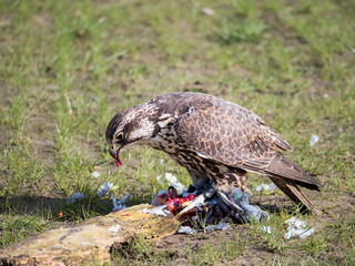 Lanner falcon and his pigeon prey in meadow