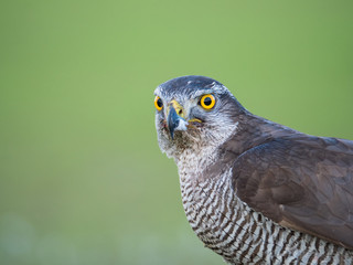Close up view of a hybrid falcon