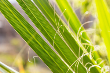 tropical leaf texture, dark green foliage nature background