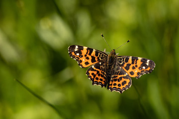 Nature