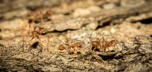 Red ants.