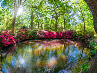 Beautiful garden of Richmond on Isabella plantation area in summertime with fresh flowers reflected...