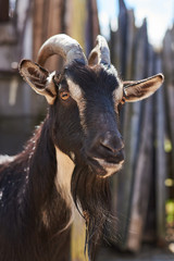 Portrait black goat 