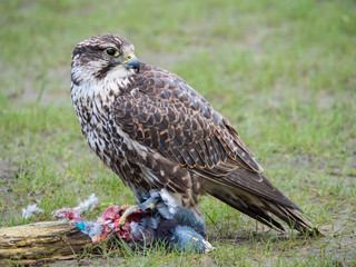 Lanner falcon and his pigeon prey in meadow