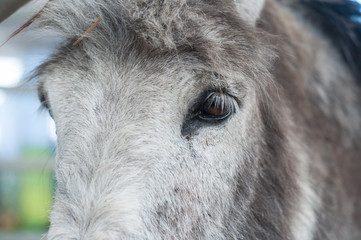 portrait of grey donkey in a farm