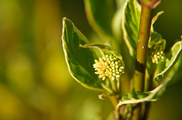 White dogwood or cornus plant detail in bloom