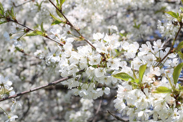 London. City. Kensington Gardens in spring. Apple tree in blossom. Kensington gardens one of the royal residences of british monarchs.
