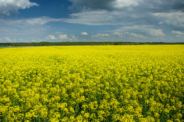 Obraz premium Big yellow canola field, horizon and clouds on the sky