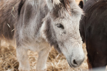 Naklejka na ściany i meble portrait of grey donkey in a farm