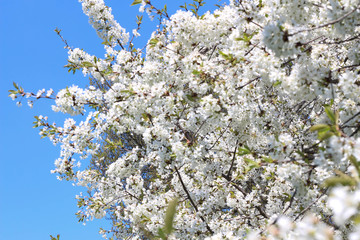 London. City. Kensington Gardens in spring. Apple tree in blossom. Kensington gardens one of the royal residences of british monarchs.