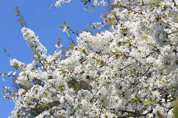 London. City. Kensington Gardens in spring. Apple tree in blossom. Kensington gardens one of the royal residences of british monarchs.