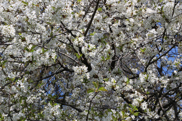 London. City. Kensington Gardens in spring. Apple tree in blossom. Kensington gardens one of the royal residences of british monarchs.