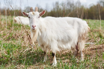 White goat on the farm. 