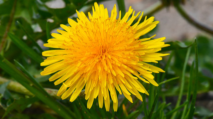 Dandelion flower, blooming on a sunny spring or summer day.  Extreme closeup. Macro one yellow dandelion flower and green grass on the background.