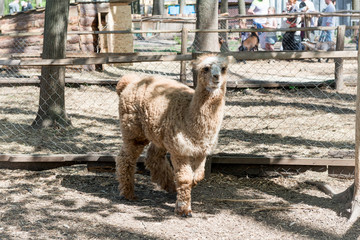 Alpaca, the lama looks at visitors through the fence of the zoo. Life in captivity.