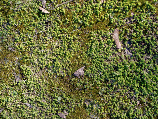 Moss texture, background with copy space