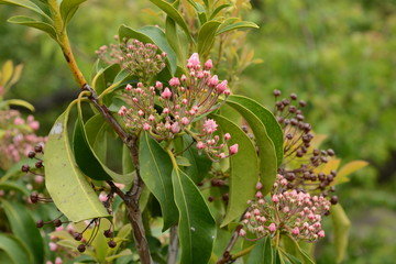 Fototapeta premium Mountai laurel buds