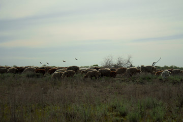 Sheep graze in the steppe