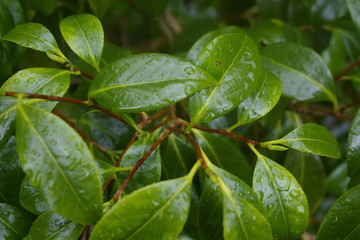green leaves background