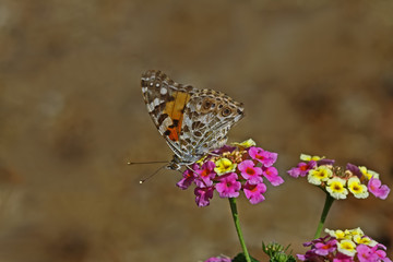Fototapeta na wymiar Thorn Butterfly ; Vanessa cardui