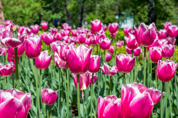 tulips in the garden
