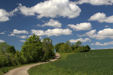 Fototapeta na wymiar Spring Landscape. Field road among Meadows and fields