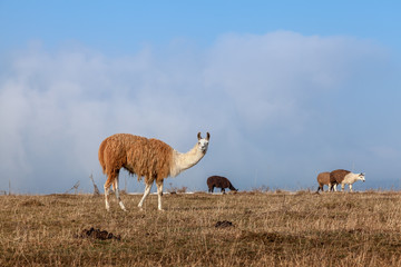 Lama in einer Herde auf der Weide