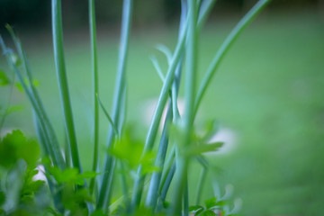 leaves of chives in the vase