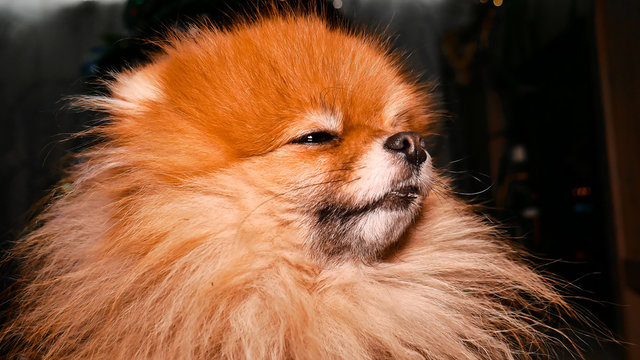 Pomeranian dog. Fluffy spitz puppy looking into the corner of the frame. Portrait of a fluffy dog in the home. 