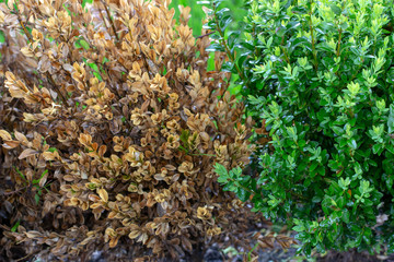 The twigs and leaves of boxwood turn yellow because of the sucking damage.