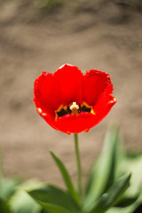 Obraz premium red poppy in field