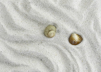 Fototapeta na wymiar shell on the beach as background. Sand Texture. Light gray sand. Background from fine sand. 
