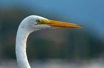 Egret head close-up at Ilhabela island, Brazil