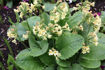 spring flowers in the city yard  