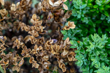 The twigs and leaves of boxwood turn yellow because of the sucking damage.