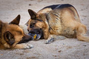 Two dogs playing with a ball. Two German shepherds playing with a yellow ball. Pets portrait. Outdoor natural portrait