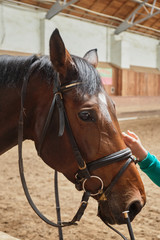 Obraz premium Brown horse in the pen close up