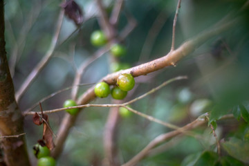 green jaboticabas in a branch of tree