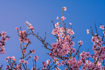 background of pink almond flowers over blue sky on a spring day. Natural and colorful background with pink almond flowers