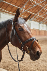 Obraz premium Brown horse in the pen close up